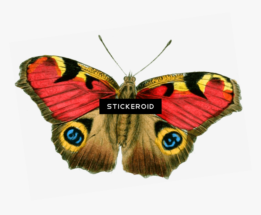 Thumb Image - Butterfly Vintage Png, Transparent Png, Free Download
