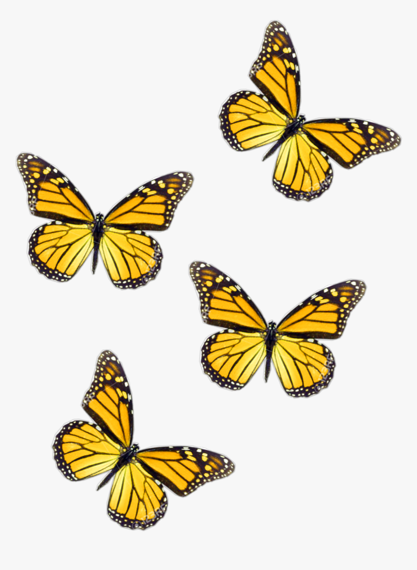 #freetoedit #butterflies #yellow #butterfly - Blue Butterfly Aesthetic, HD Png Download, Free Download