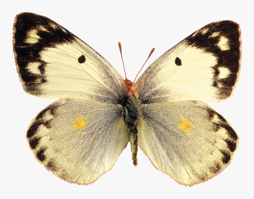 Mariposas Png Para Photoshop - Pale Clouded Yellow Butterfly, Transparent Png, Free Download