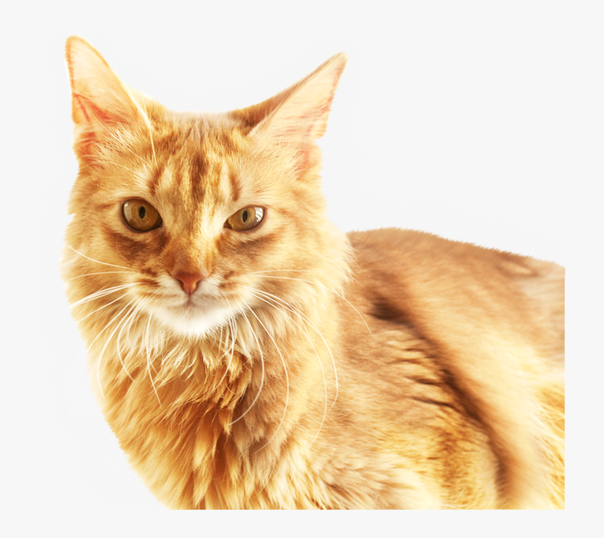 Cat Download Software - Cat Head Png, Transparent Png, Free Download