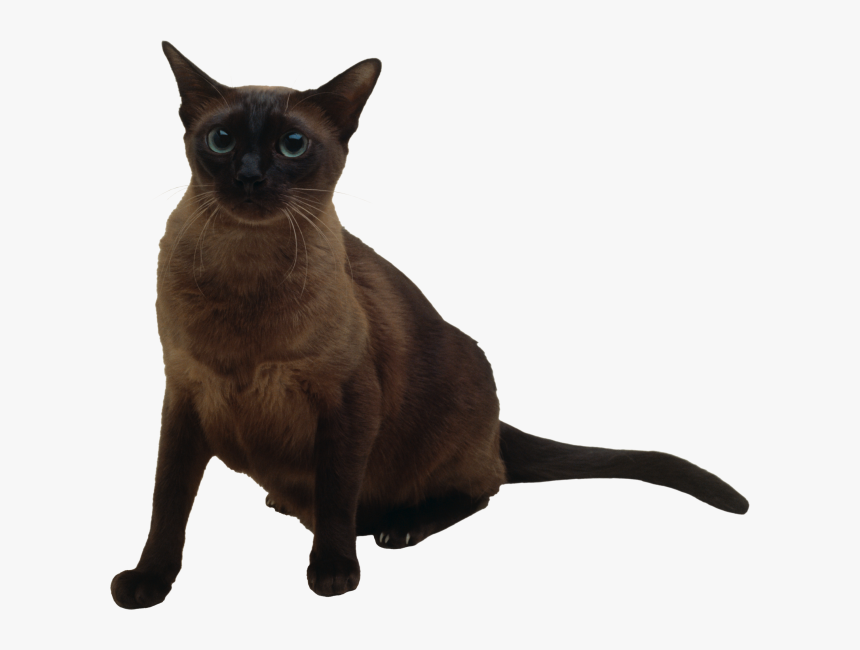 Burmese Tonkinese Cat, HD Png Download, Free Download