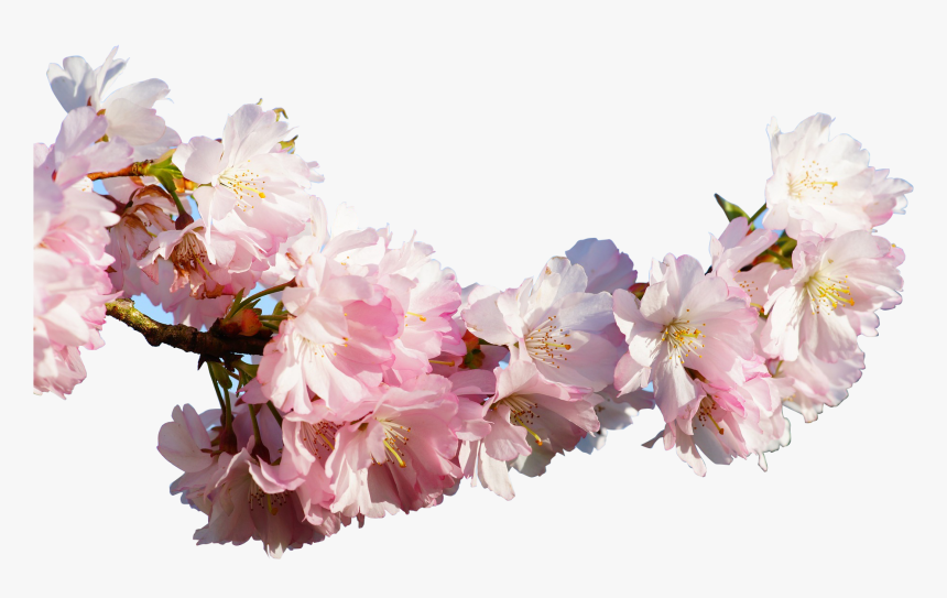 Transparent Cherry Blossoms Clip Art - Real Sakura Flower Png, Png Download, Free Download