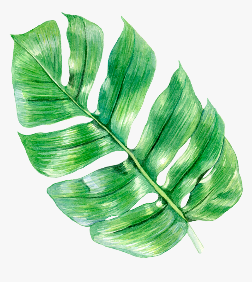 Leaf - Ensete, HD Png Download, Free Download