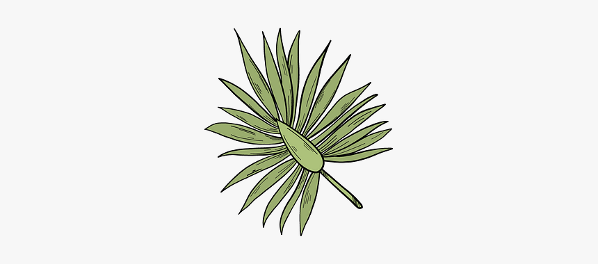 Palm Leaf Clipart, HD Png Download, Free Download