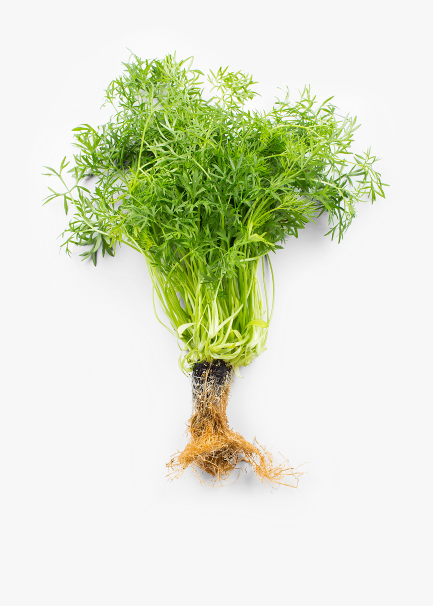 Mountain Coriander - گشنیز کوهی, HD Png Download, Free Download