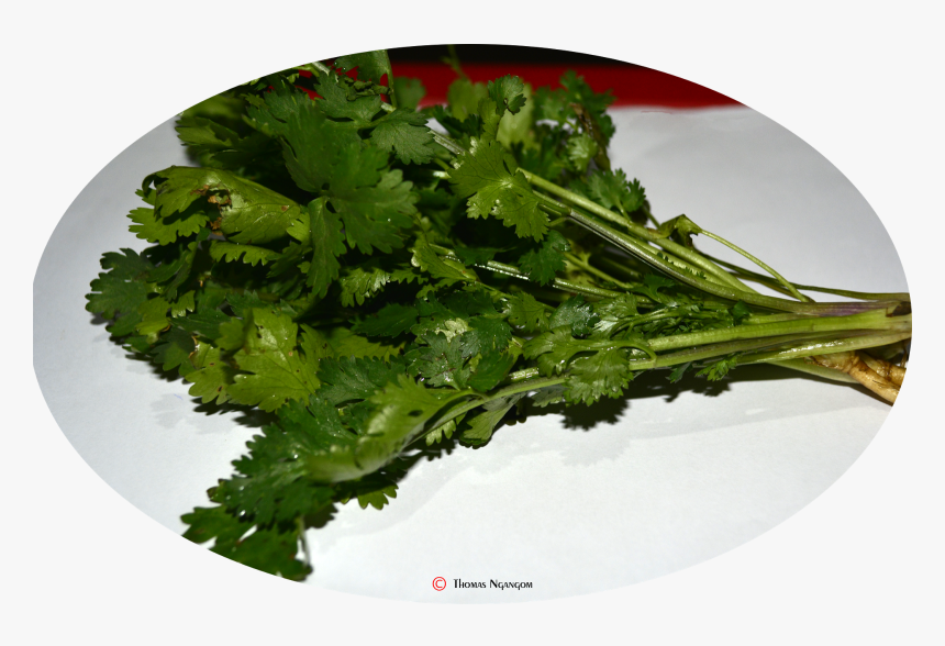 Coriander, HD Png Download, Free Download