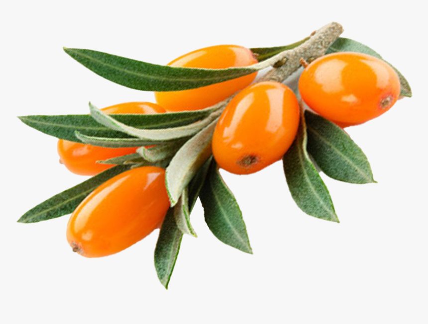 Sea Buckthorn Png Image Download - Sea Buckthorn Png, Transparent Png, Free Download