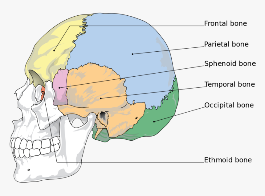 Cranium Bones - Bones Of The Skull, HD Png Download, Free Download