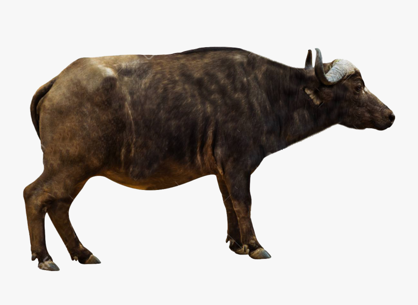 African Buffalo Png Pics - Cape Buffalo Side View, Transparent Png, Free Download