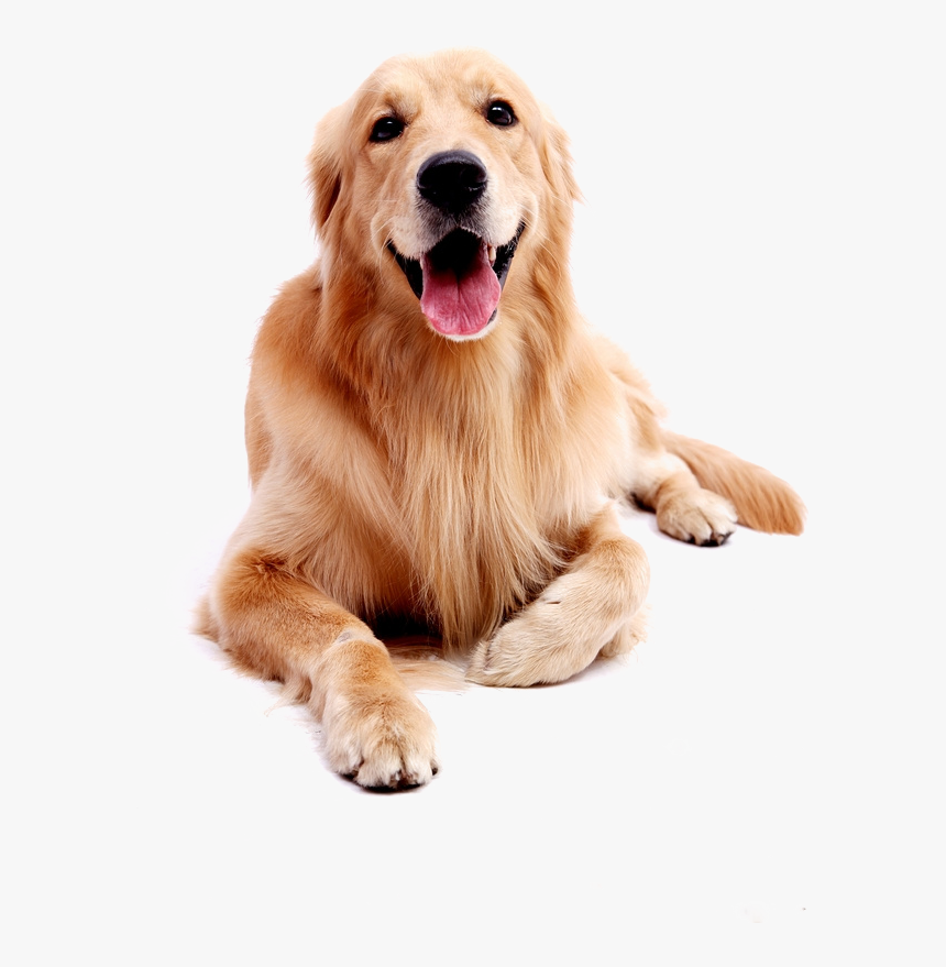 Golden Retriever Png Transparent - Labrador Retriever Png, Png Download, Free Download