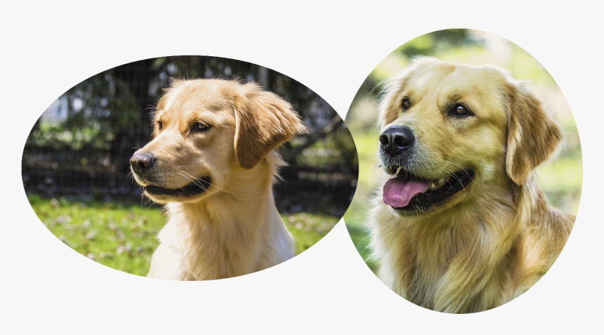 Hellie Pedigree And Clearances - Golden Retriever, HD Png Download, Free Download