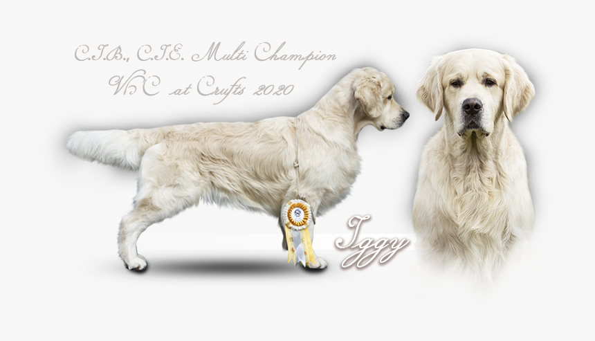 Golden Retriever Iker Du Bois De La Rayere - Golden Retriever, HD Png Download, Free Download