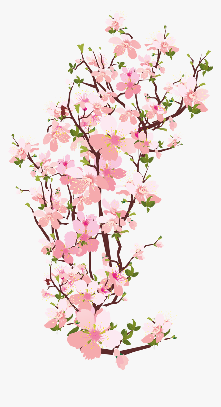  sakura Hotuna Png - Cherry Blossom Flower Png, Transparent Png, Free Download