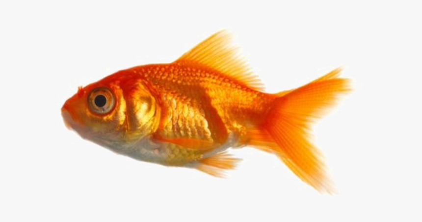 Real Fish Png, Transparent Png, Free Download