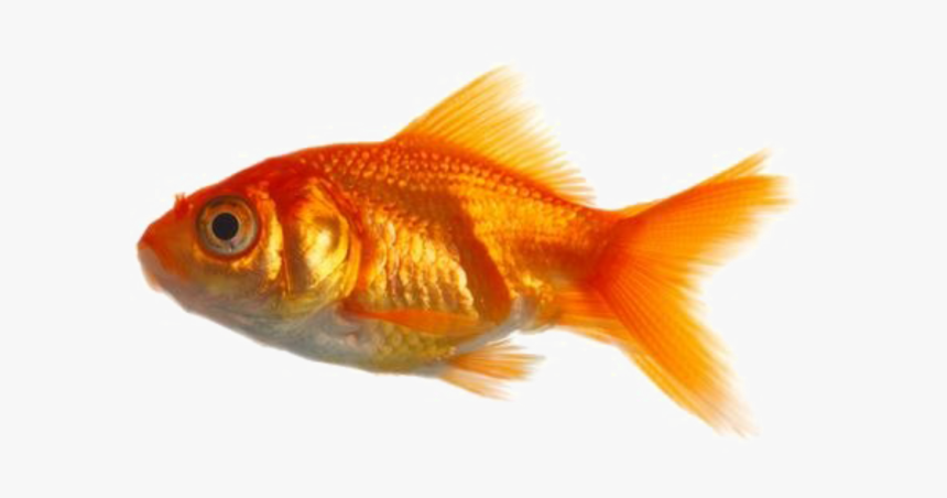 Real Fish Png, Transparent Png - kindpng