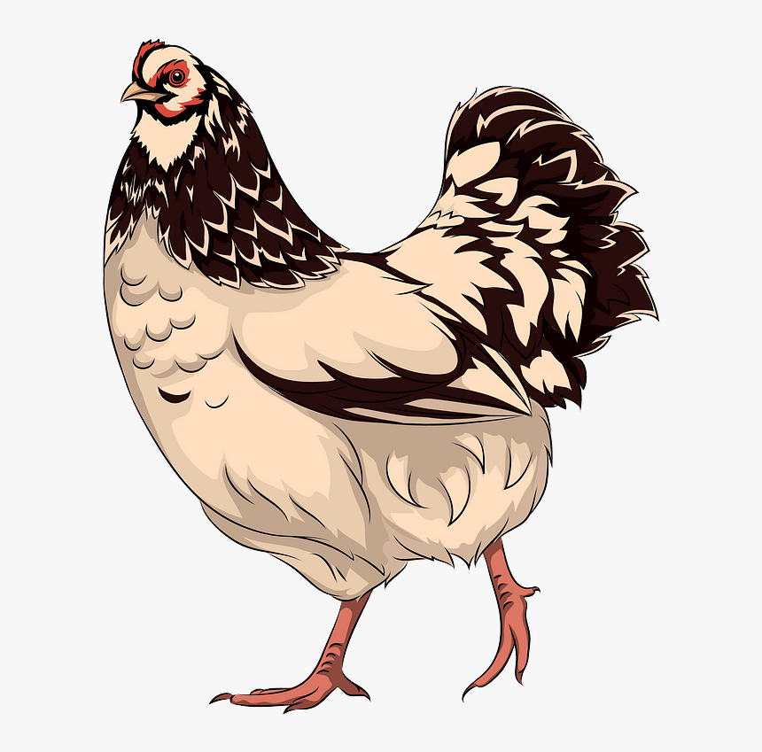 Курица рисунок png