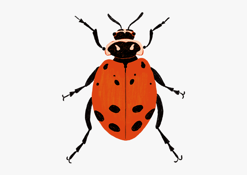 Convergent Lady Beetle - Ladybug, HD Png Download, Free Download