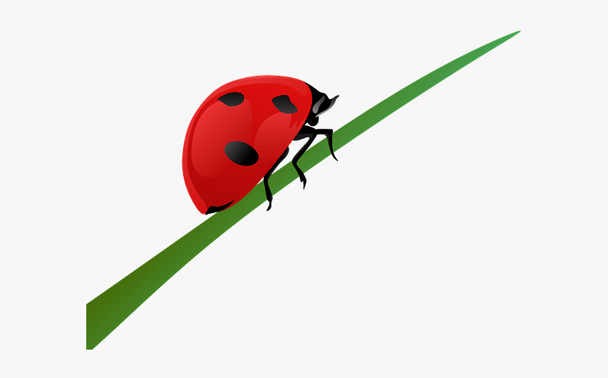 Ladybug On A Blade Of Grass Clipart - Ladybug, HD Png Download, Free Download