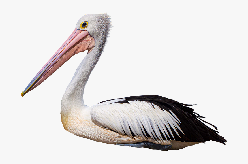 White Pelican, HD Png Download, Free Download