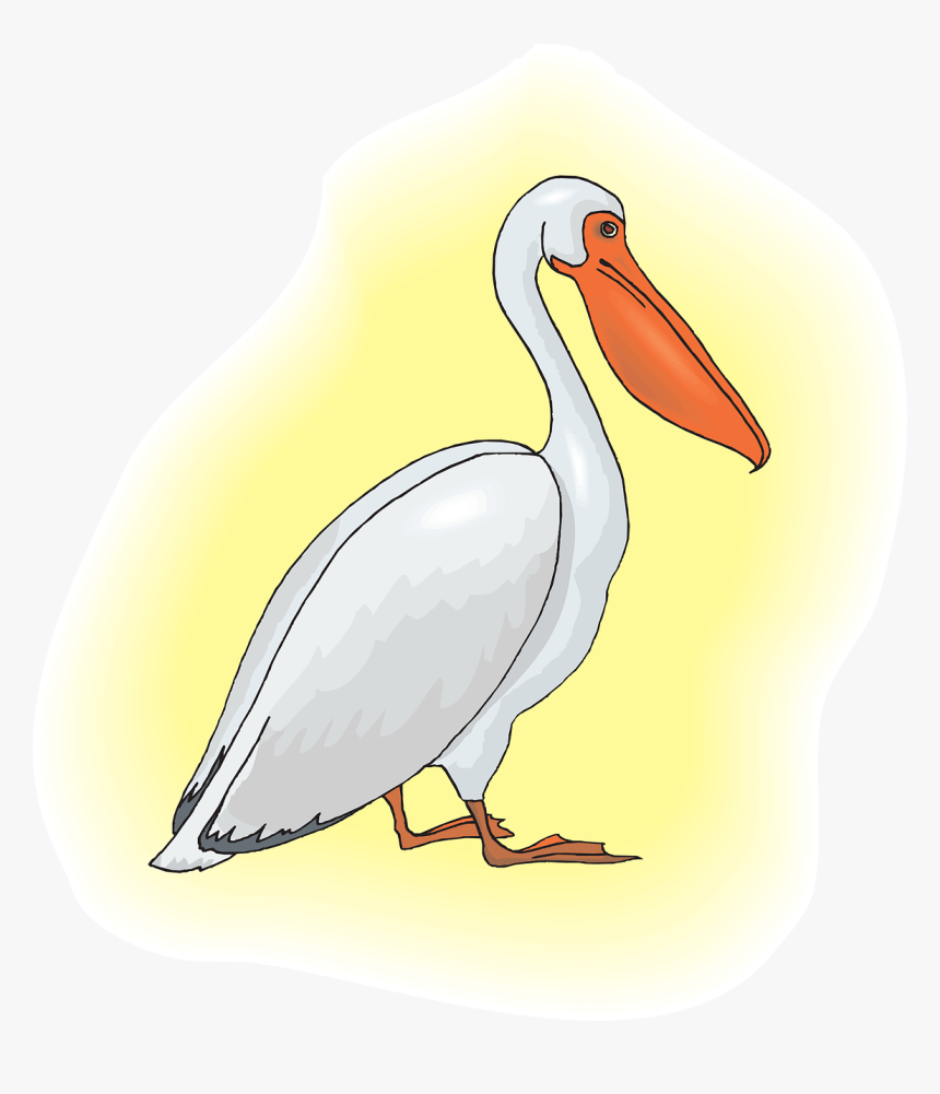 Pelican, HD Png Download, Free Download