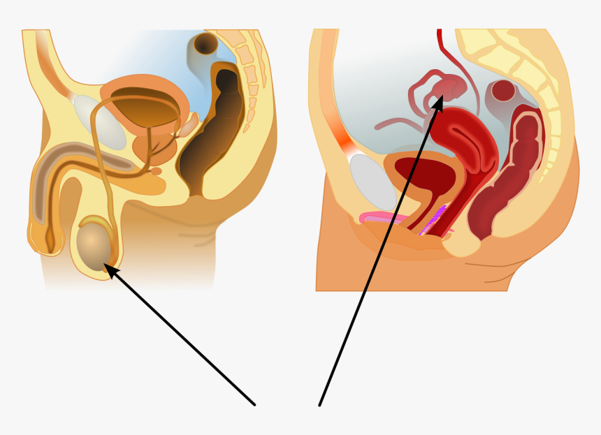 Канал мочи у мужчин. Уретра и мочеиспускательный канал. Анатомия уретры у мужчин и женщин. Женская уретра мочеиспускательный канал. Мужская половая система уретра.