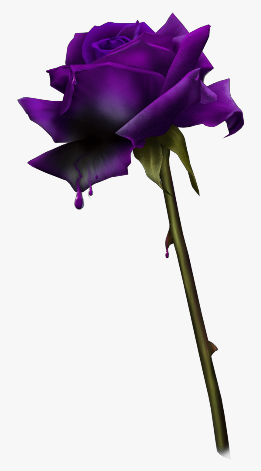 #rose #pretty #beautiful #drips #blood #purple #dying - Bleeding Rose Png, Transparent Png, Free Download