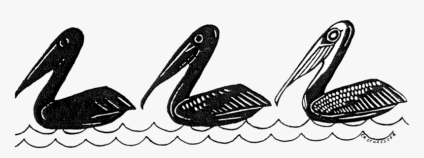 Brown Pelicans C - Illustration, HD Png Download, Free Download