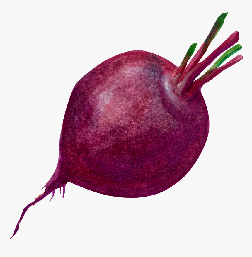 Purple Common Beet Transprent - Beetroot Png, Transparent Png, Free Download