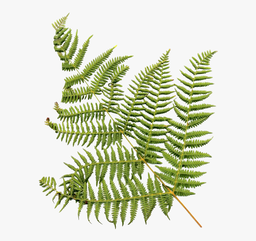 Australian Tree Fern Leaf, HD Png Download, Free Download