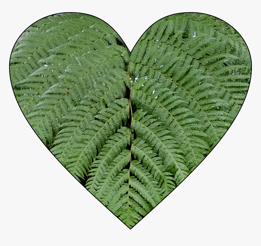 #ferns - Ostrich Fern, HD Png Download, Free Download