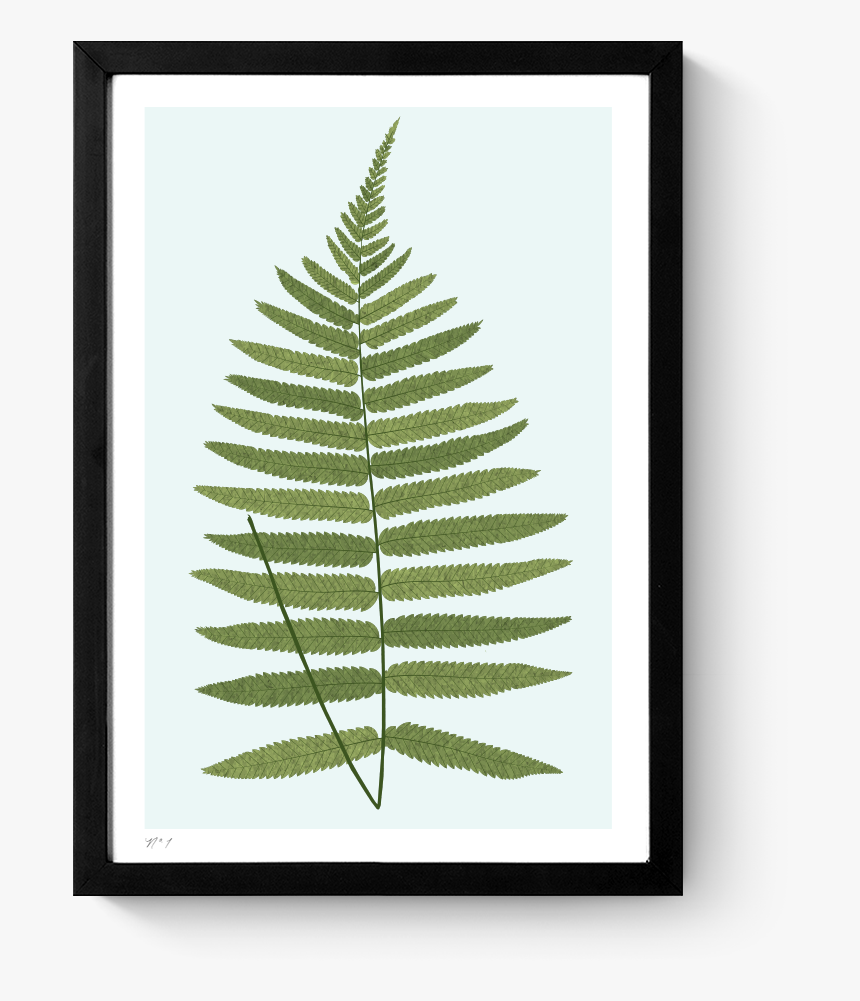 Rkr Fern I Art Print Frame Black, HD Png Download, Free Download