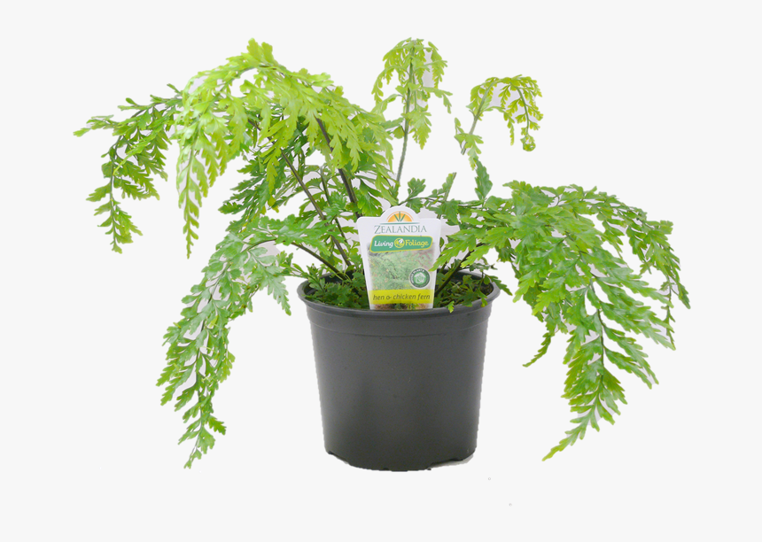 Hen And Chicken Ferns In Pot, HD Png Download, Free Download