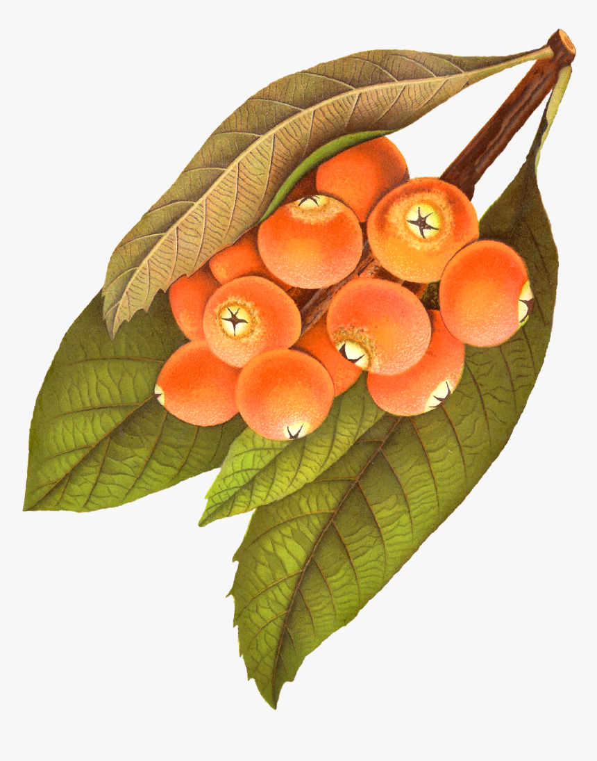 Digital Rowan Berry Download - Berry Illustration Png Vintage, Transparent Png, Free Download