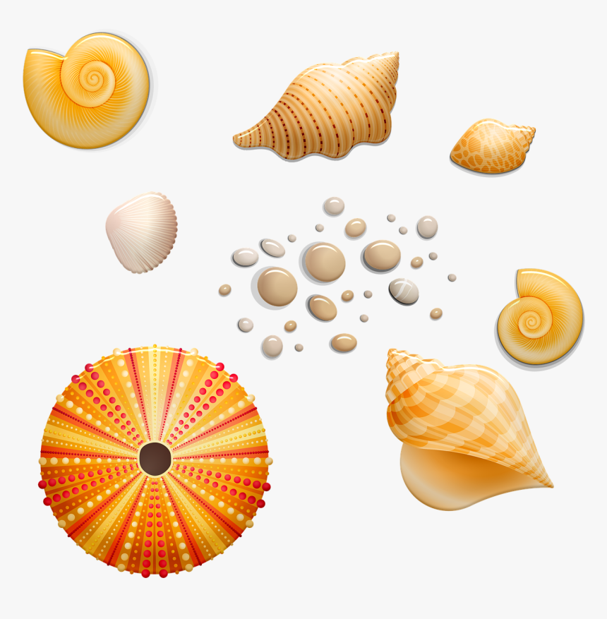 Seashell, HD Png Download, Free Download