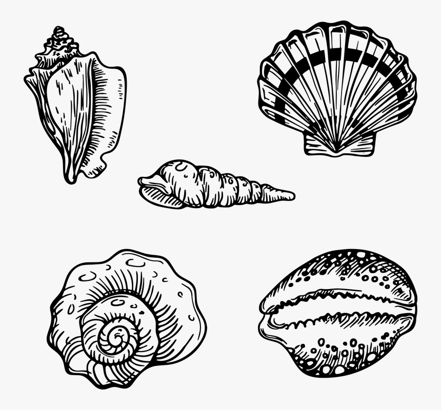 Shell, HD Png Download, Free Download