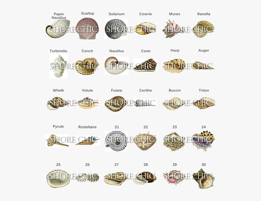 Types Of Seashells Png - Type Of Shell, Transparent Png, Free Download