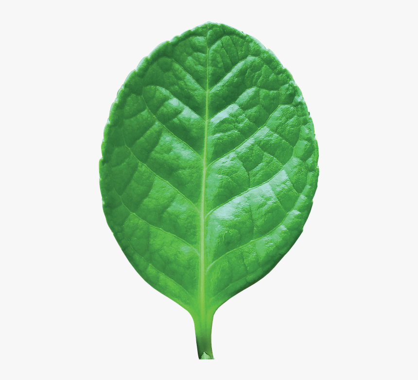 Leaf Blade, HD Png Download, Free Download