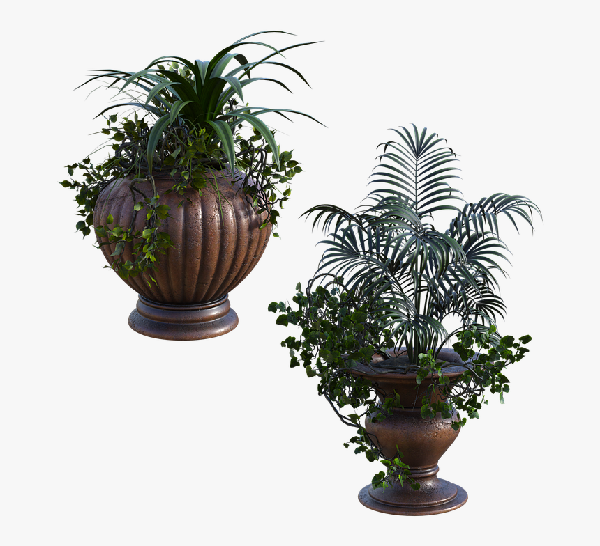 Houseplant, HD Png Download, Free Download