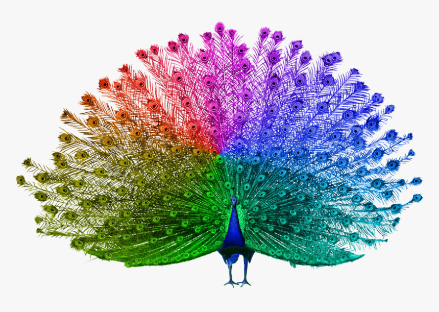 Peacock Open Feather Png, Transparent Png, Free Download