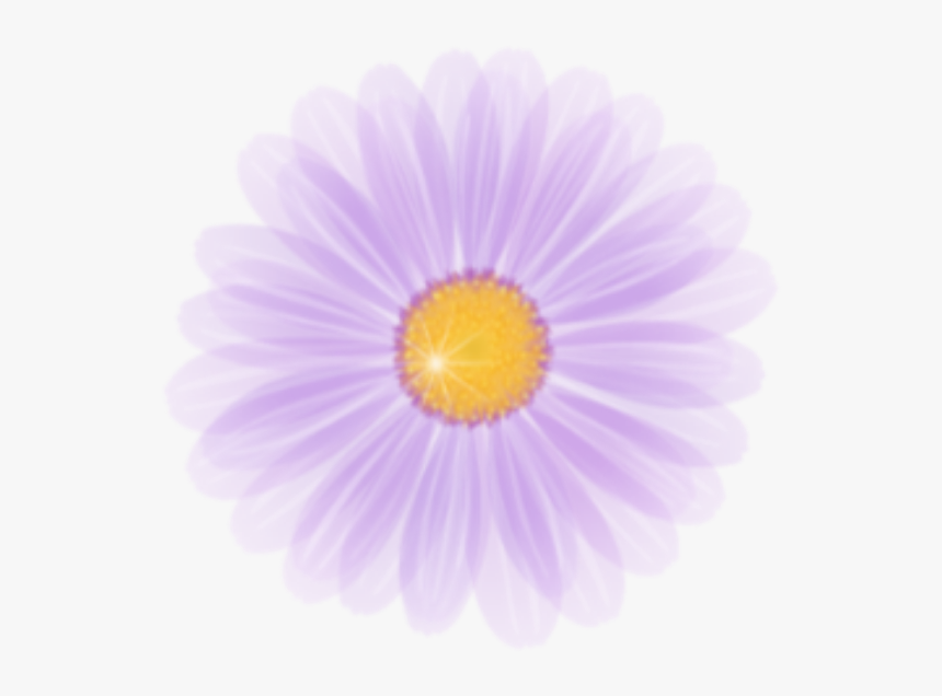 #daisy #blast #bloom #flower #border #flowers #white - Marguerite Daisy, HD Png Download, Free Download