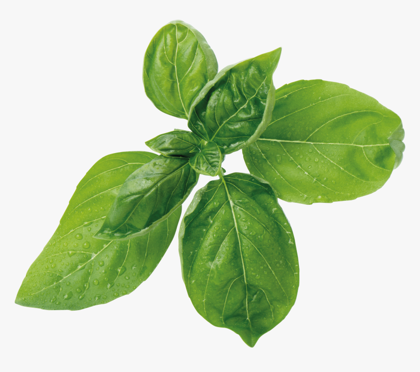 Organic Basil, Green Veritable Vlin A10 Bas001 - Feuilles De Basilic Auchan, HD Png Download, Free Download