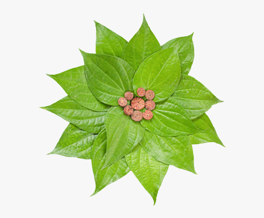 Poinsettia, HD Png Download, Free Download