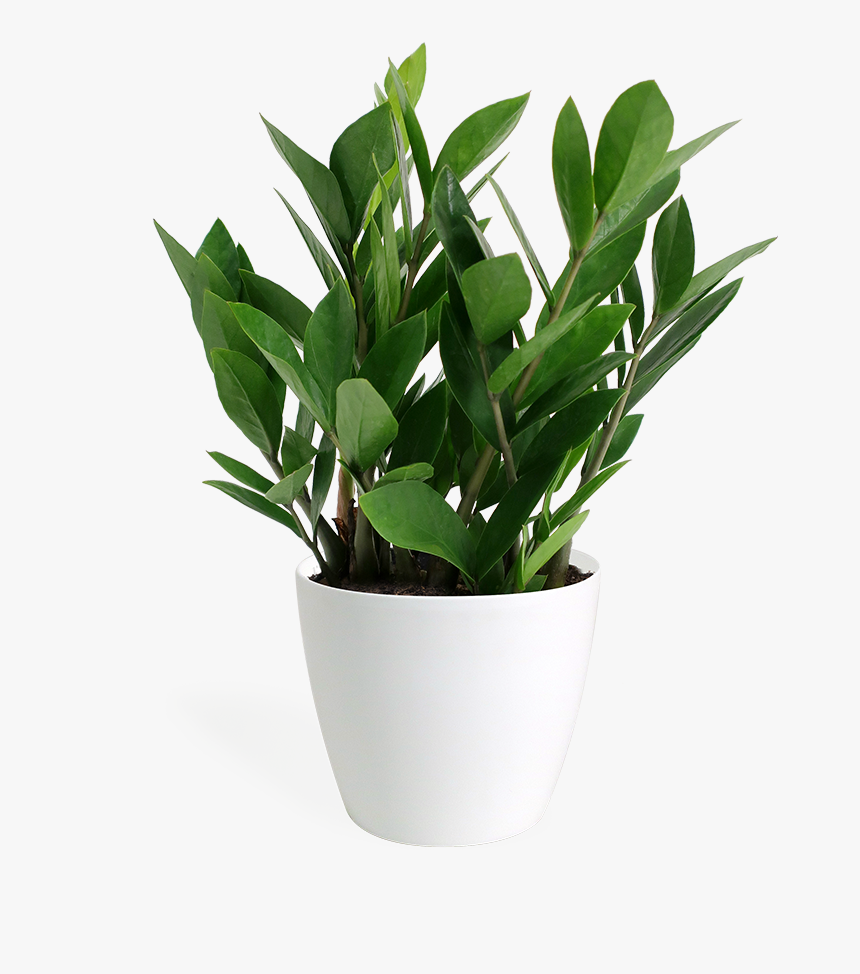 Small Indoor Plant Png, Transparent Png, Free Download