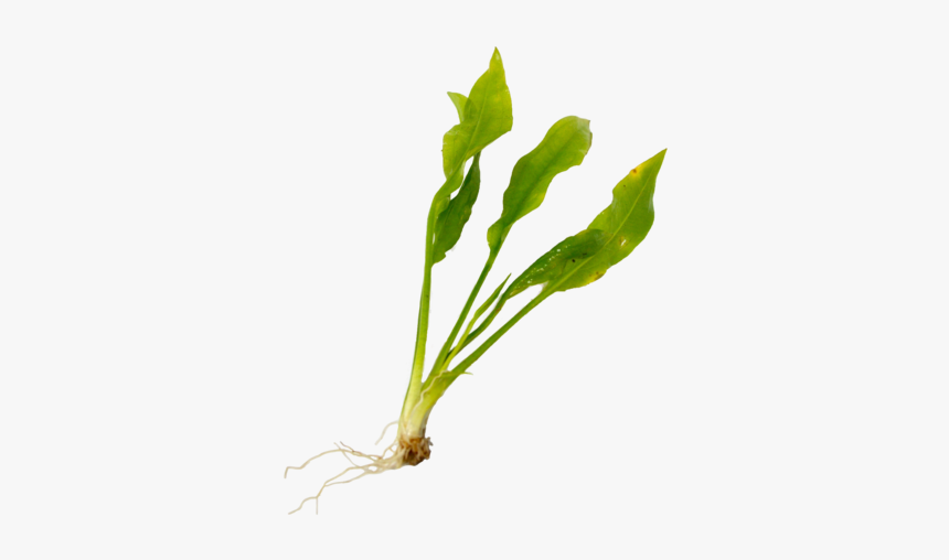 Aquatic Plant Care"

 
 Data Rimg="lazy"
 Data Rimg - Leaf Vegetable, HD Png Download, Free Download