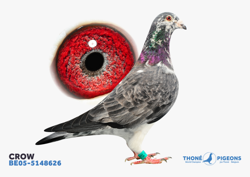 Jos Thone Grizzle Pigeons, HD Png Download, Free Download