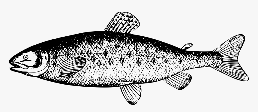 Real Chum Salmon Png - Salmon Clipart Black And White, Transparent Png, Free Download