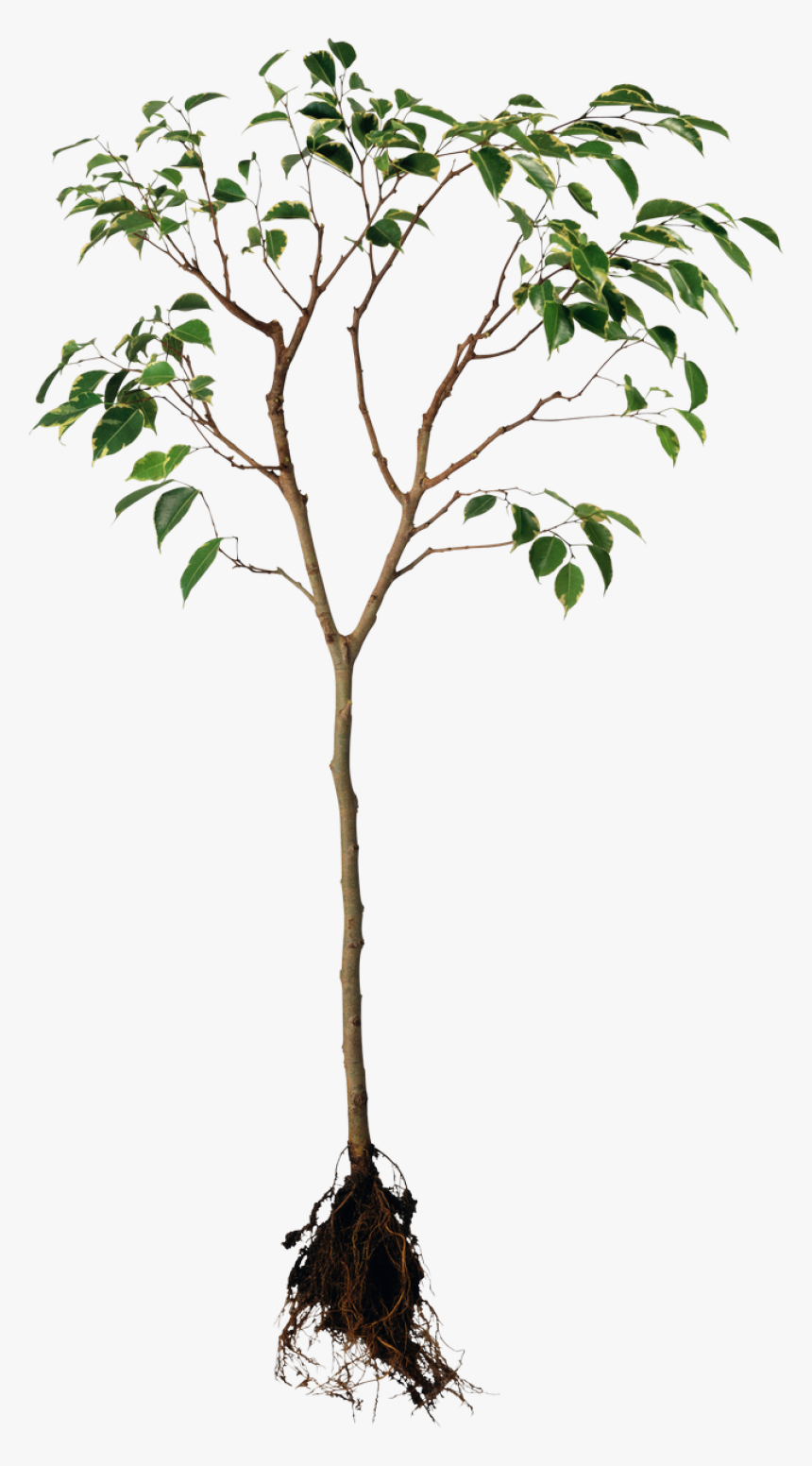 Tree With Root Png Image - Plant With Roots Png, Transparent Png, Free Download
