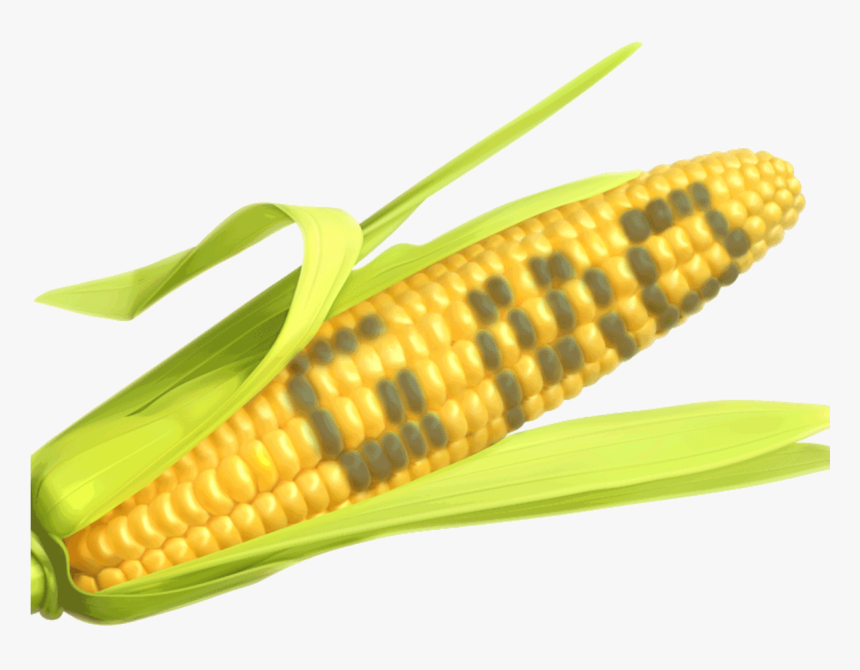 Corn The Says Gmo, HD Png Download, Free Download