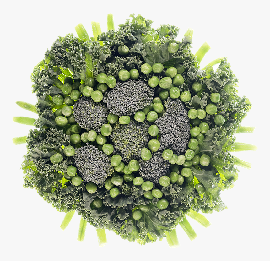 Broccoli, HD Png Download, Free Download