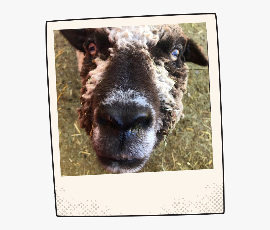 Picture - Sheep, HD Png Download, Free Download